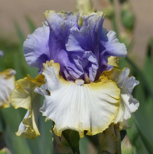 Iris Rhizome 'Easter Charm' - German Bearded Iris, Perennial Flowering Plant, Purple & Yellow Blooms, Iris germanica