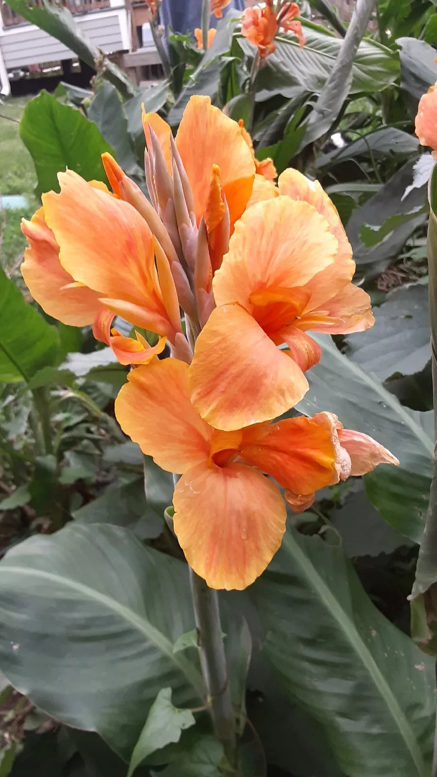 Canna Lily Bulbs 2 Count - Sunrise Variety - Canna indica
