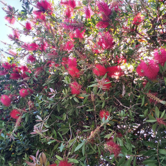 Crimson Bottlebrush Tree Cuttings 4"-6" for Rooting, Callistemon citrinus, Indoor/Outdoor Plant Propagation
