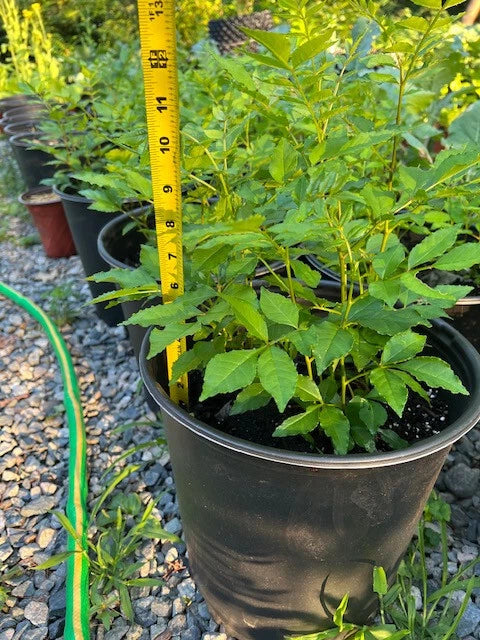 Live Sichuan Pepper Tree Seedlings Lot of 2, Zanthoxylum simulans, 2-Year-Old, Flowering Spice Plant, Culinary Herb