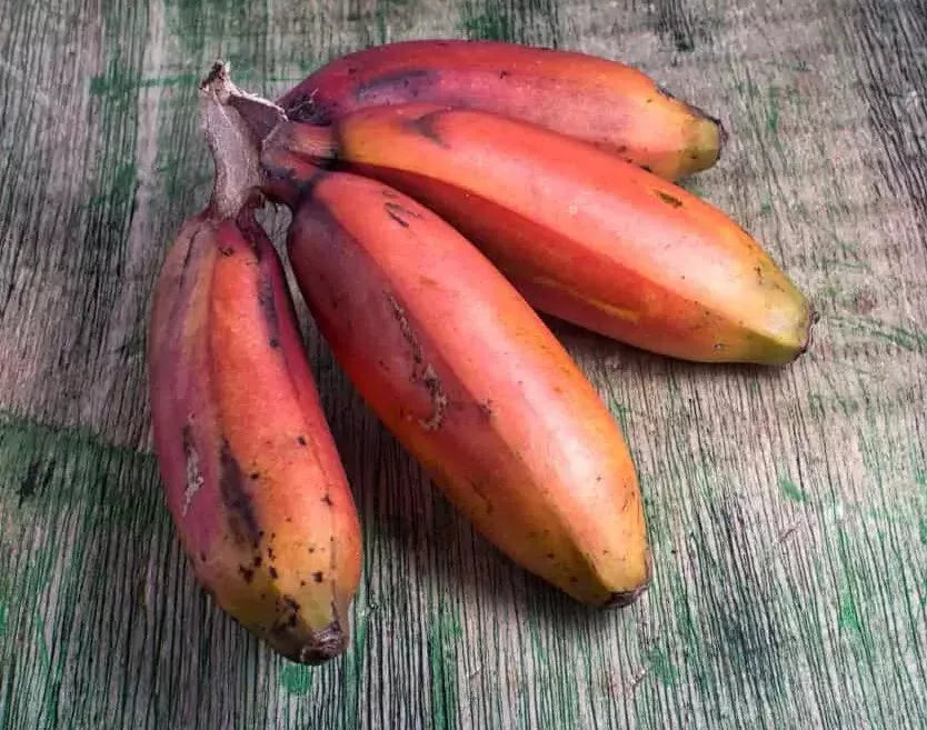 Red Dacca Banana Plant - Live Plant - Cuban Red Banana - Musa acuminata 'Dacca'