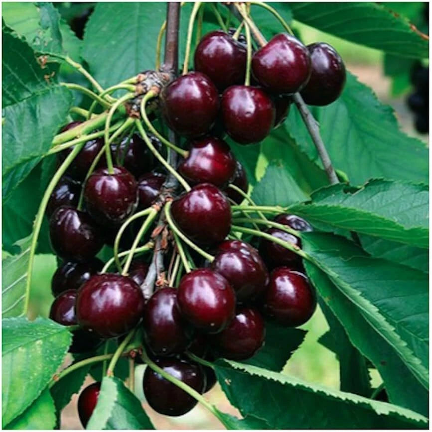 Black Rainier Cherry Seeds | 10+ Sweet Edible Fruit | Prunus avium | USA Native Tree