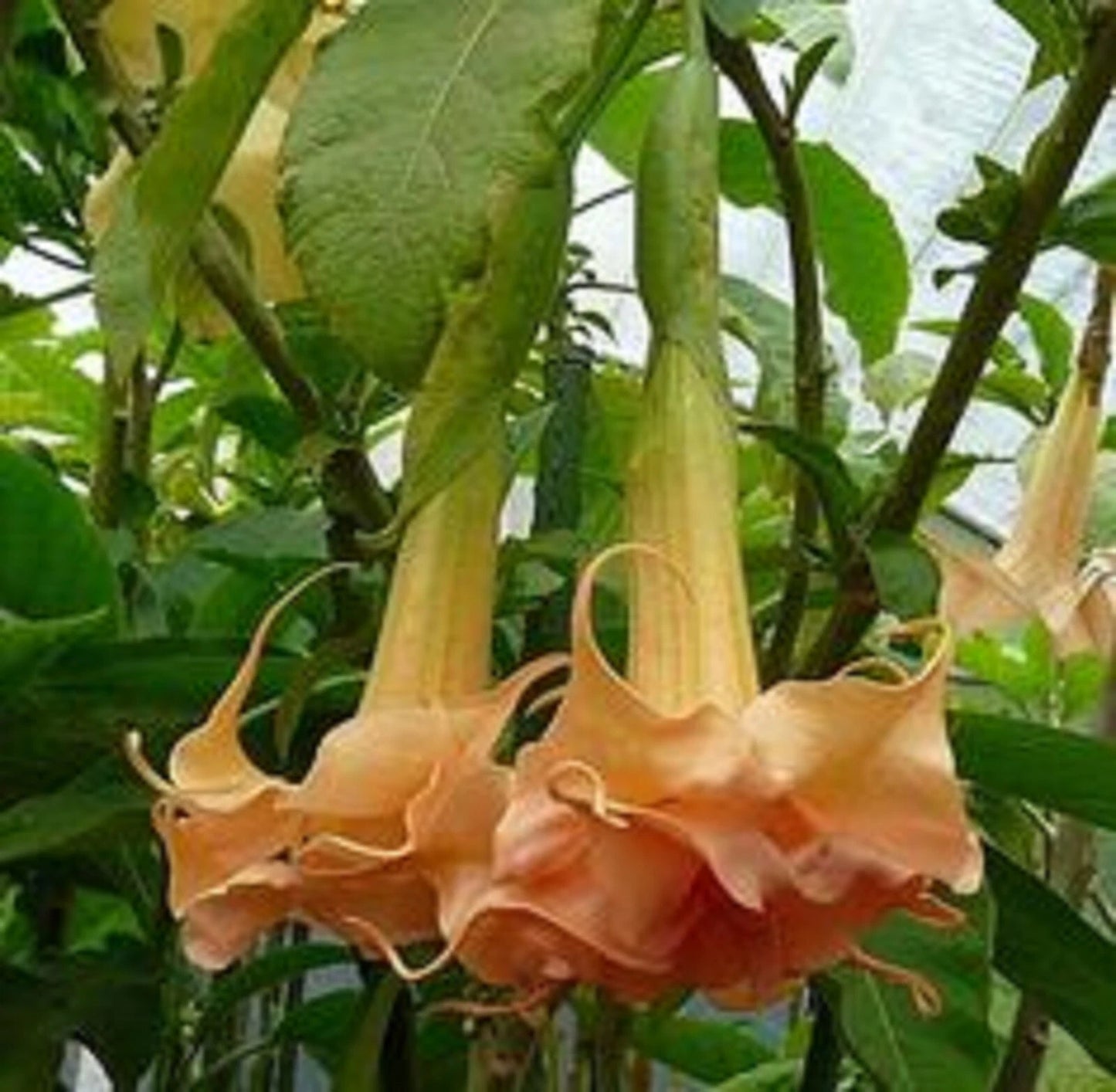 Angels Honeymoon Rose Angel Trumpet Seeds - Brugmansia Datura - 10 Pack of Flowers Seeds