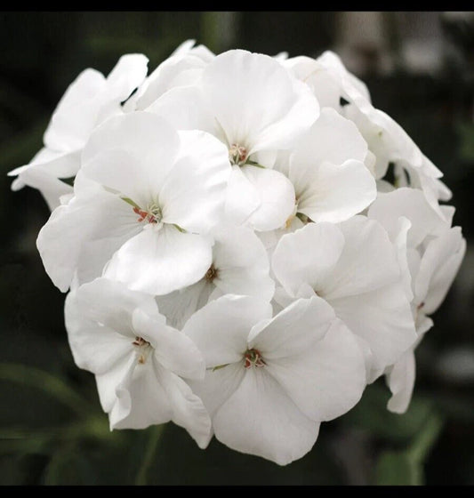 Geranium Live Plant 3 Inch Pot White 'Patriot White' Geranium (Geranium maculatum)