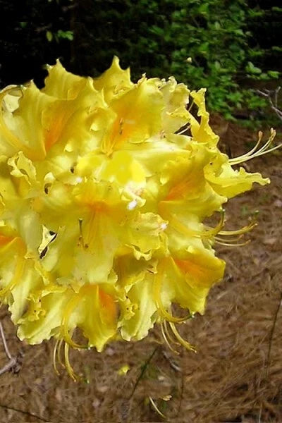 Aromi Azalea Starter Plant - Lemonade Variety - Rhododendron Deciduous - May Be Dormant