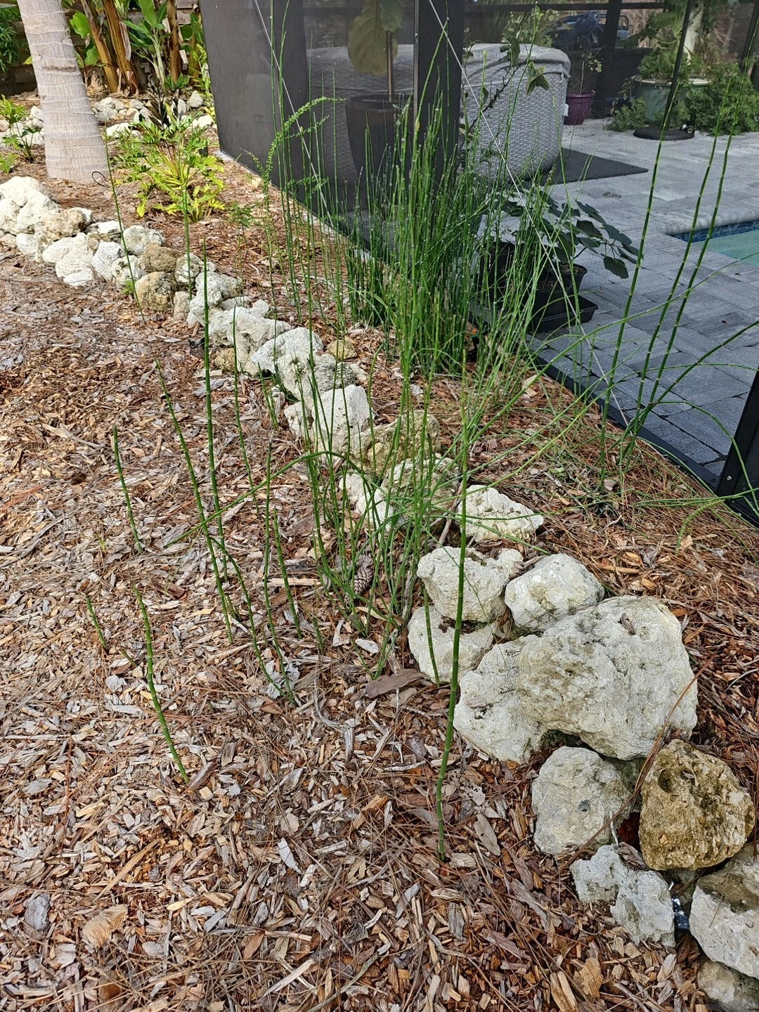 Water Horsetail Live Plant - Equisetum Fluviatile - 4 pc Root for Aquascape Aquarium & Koi Pond