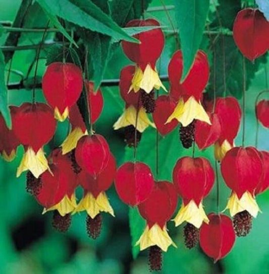 25 Bleeding Heart Seeds - Red Yellow Perennial Flower - Shade Tolerant - Lamprocapnos spectabilis