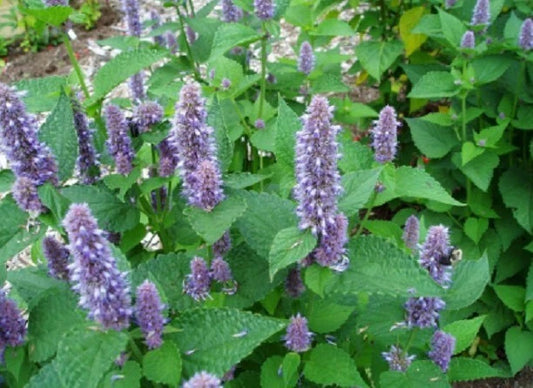 Hyssop Seeds - 200+ Fragrant Blue Flower Perennial Herb Seeds - Hyssopus officinalis - Mint Family - USA