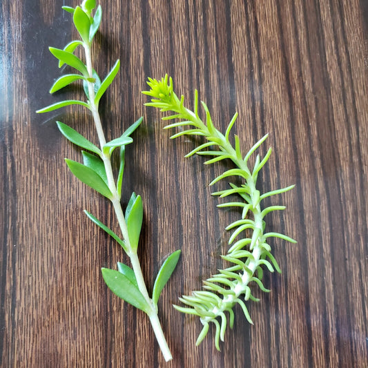 50 Sedum Cuttings - 2 Varieties: Rupestre Angelina & Sarmentosum Stonecrop垂盆草 - Edible Succulent Plants