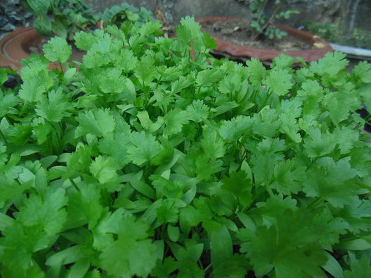500 Non-GMO Cilantro Seeds, Fresh Coriander Seeds, Culinary Herb, Coriandrum sativum, USA Seller
