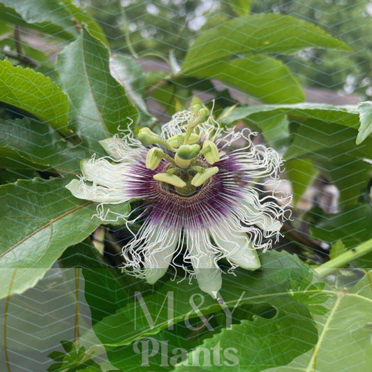 2 Live Passiflora edulis Possum Purple Passion Fruit Starter Plants - Organic Roots for Home Garden