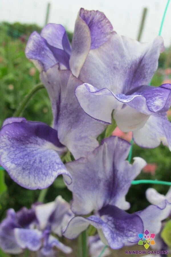 Frances Kate Sweet Pea Seeds - 50+ Seeds for Garden Planting - Lathyrus odoratus - USA Grown, Free Shipping