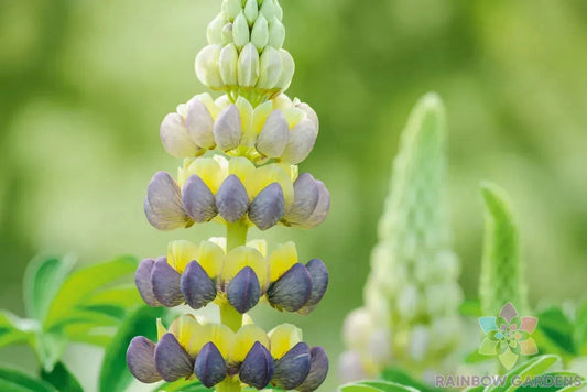 Bruiser Lupine Seeds - 25+ Pack for Garden Planting - Lupinus polyphyllus - USA Grown, Free Shipping