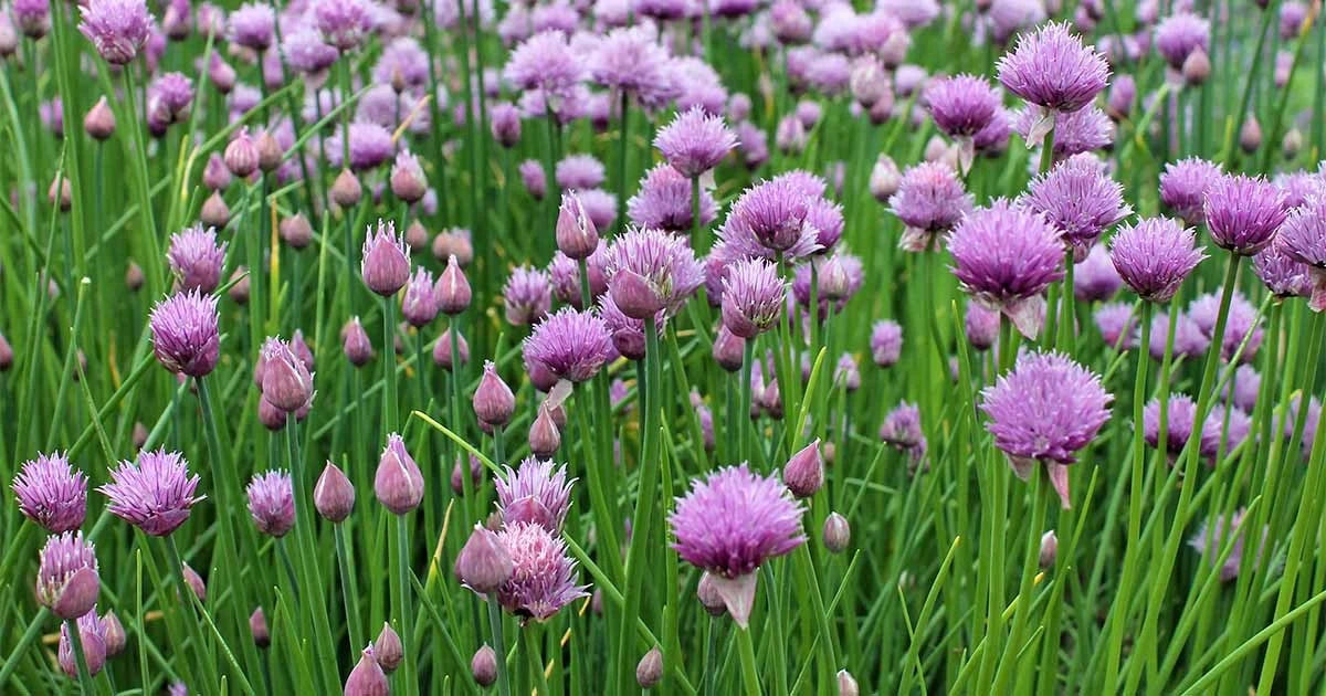 Chives Seeds, Non-GMO, Multiple Sizes, Allium schoenoprasum, Free Shipping
