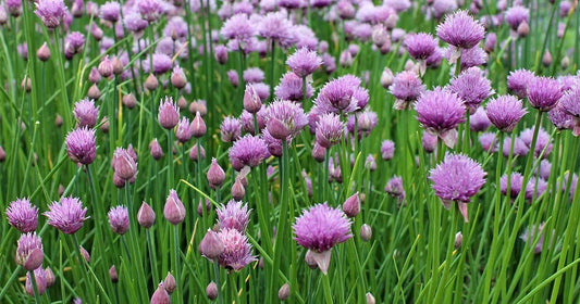 Chives Seeds, Non-GMO, Multiple Sizes, Allium schoenoprasum, Free Shipping
