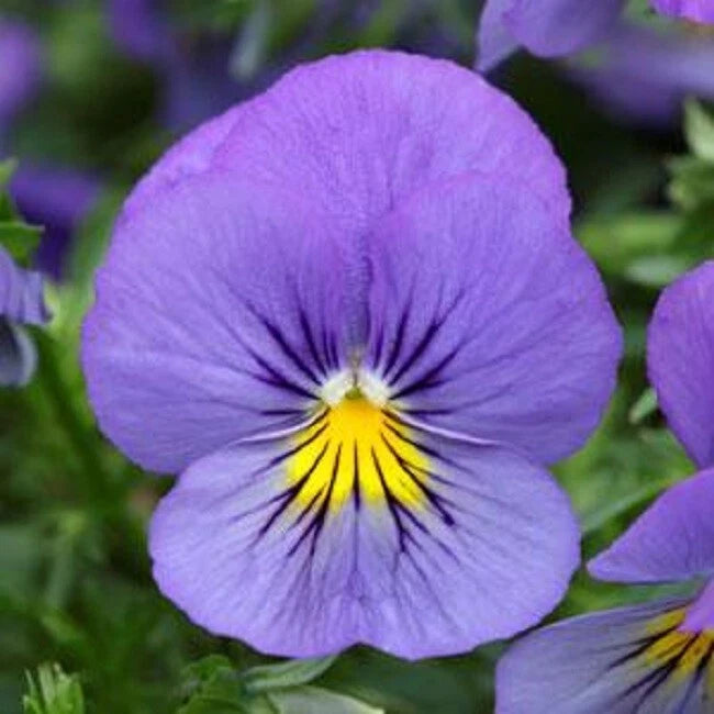 15 Pansy Seeds - Cool Wave Blue Skies Trailing Pansy - Ideal for Hanging Baskets - Viola x wittrockiana