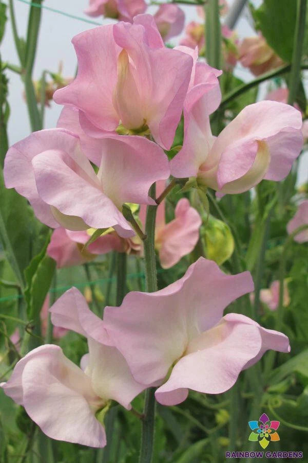 Alisa Sweet Pea Seeds - 50+ Flower Seeds for Garden Planting - Lathyrus odoratus - USA - Free Shipping