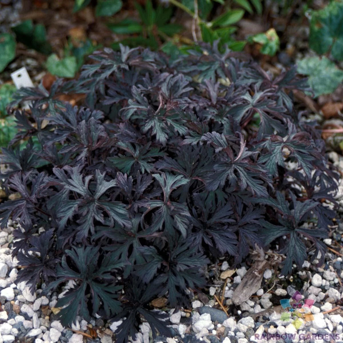 25+ Victor Reiter Junior Geranium Seeds - Garden Variety - Pelargonium x hortorum - USA