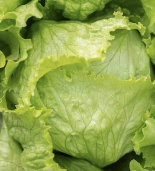 Iceberg Lettuce Seeds - 1000+ Heirloom Vegetable Seeds for Garden Salad - Lactuca sativa