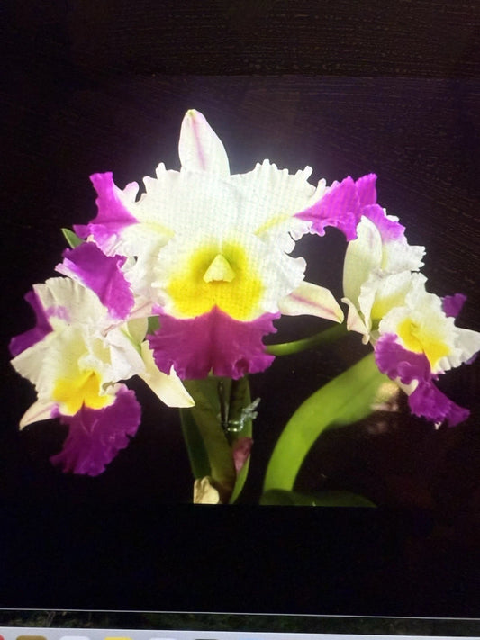 Cattleya Orchid Plant in Bloom 3-4 Inch Pot, Cattleya david Matsura, Vibrant Flowers, Indoor Houseplant