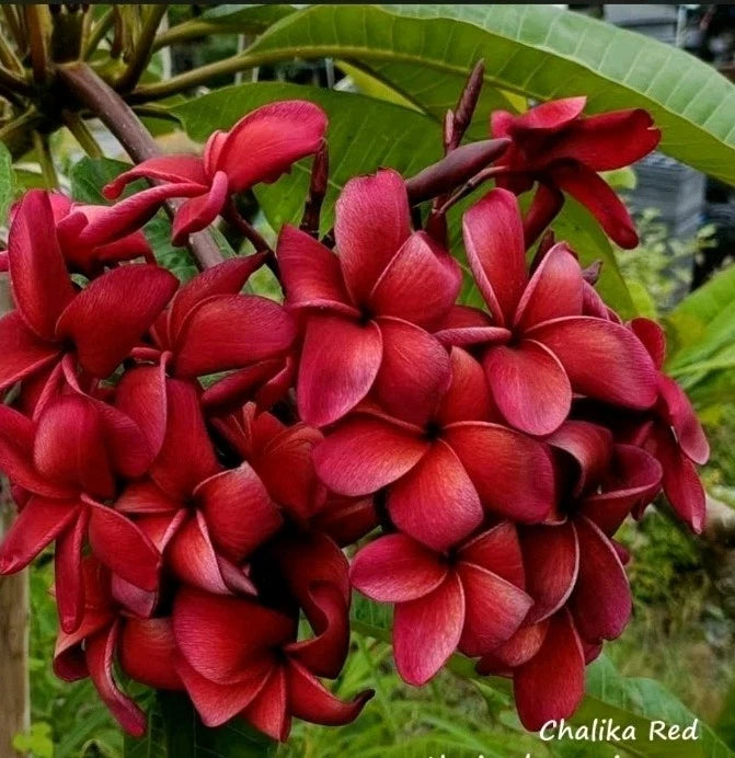 Plumeria Plant 2.5 Inches Red Plumeria Varietal (Plumeria spp.) - Rooted from Seeds