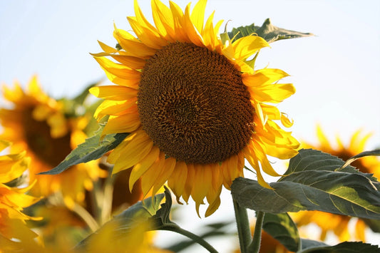 Mammoth Black Russian Sunflower Seeds - 25+ Organic Huge Annual Wildflower - Helianthus annuus