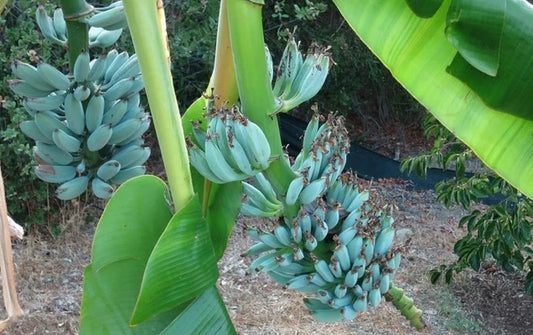 Blue Java Banana Tree - Ice Cream Banana - 4-6in Tall - Well Rooted - Musa acuminata 'Blue Java'