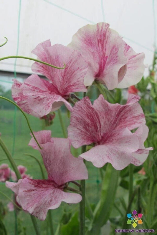 Chocolate Flake Sweet Pea Seeds - 50+ Seeds for Garden Planting - Lathyrus odoratus - USA Grown, Free Shipping