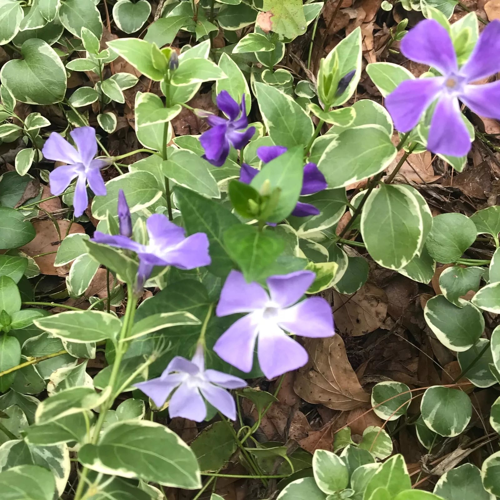 50 Bare Root Variegated Vinca Trailing Vine Starter Plants, Purple Bloom, Ground Cover (Vinca minor)