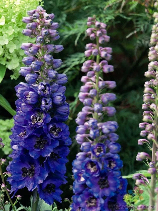 200+ Dark Blue Bee Delphinium Seeds for Garden - Delphinium elatum Magic Fountains Variety