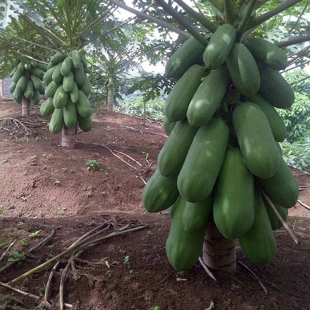55 Calina True Dwarf Papaya Seeds - Fresh, Fast Growing, .9 Months to Harvest (Carica papaya)