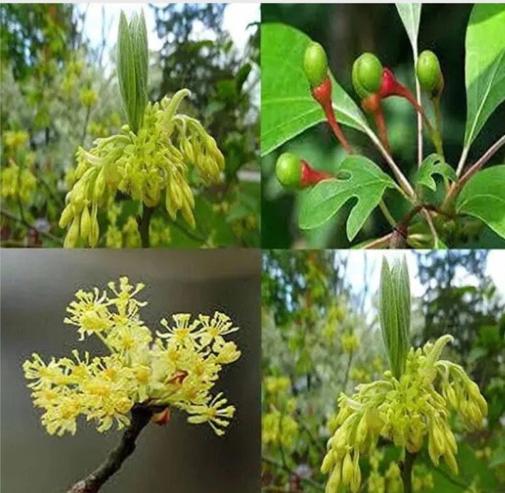 Bare Root Sassafras Trees - Ready to Plant & Thrive - Sassafras albidum