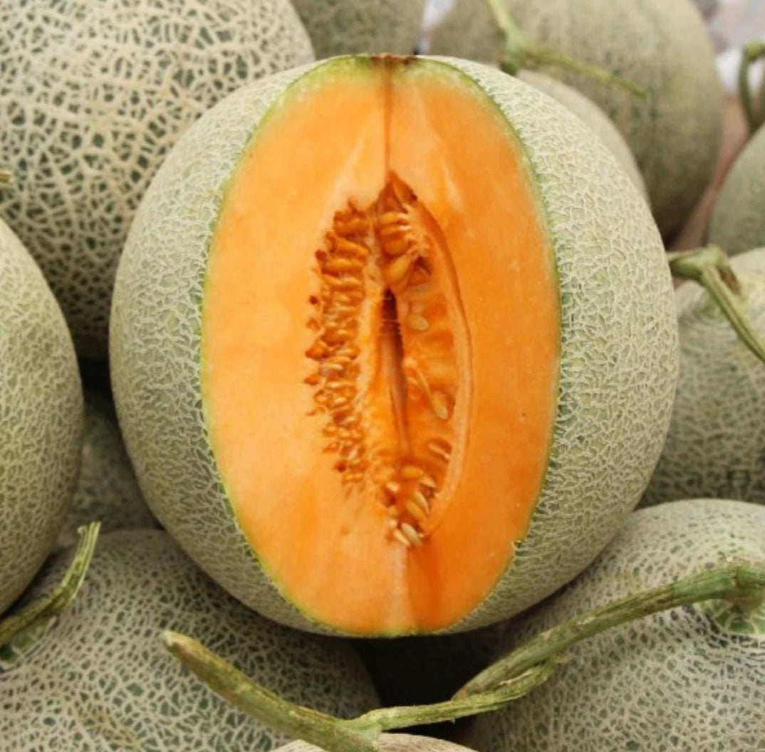 100 Non-GMO Melon Seeds for Gardens - Delicious Variety - Perfect for Home Growing - Ideal for Planting and Harvesting