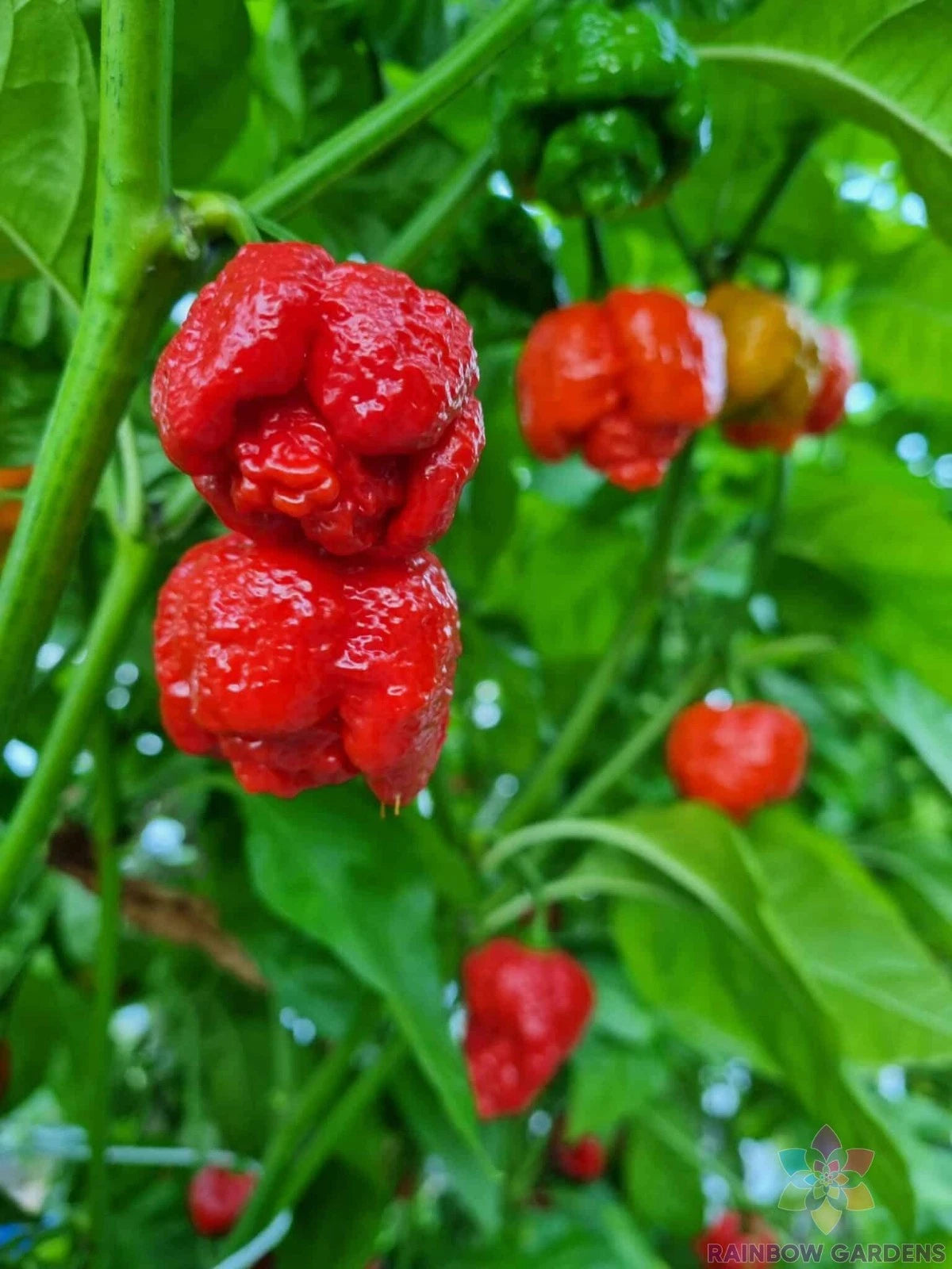7 Pot Infinity Hot Pepper Seeds - 25+ Pack - Capsicum chinense - Ideal for Garden Planting - USA - Free Shipping