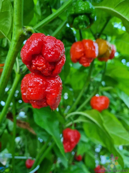 7 Pot Infinity Hot Pepper Seeds - 25+ Pack - Capsicum chinense - Ideal for Garden Planting - USA - Free Shipping