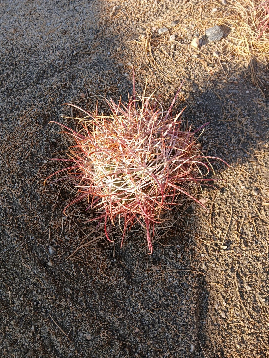 Red Barrel Cactus 8x8 Inch Bare Root Plant - Echinocactus grusonii, Unique Desert Decor, Low Maintenance Succulent