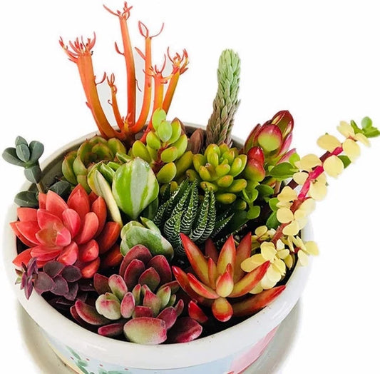 10 Assorted Succulent Cuttings for Dish Gardens and Terrariums - Fresh Clippings for Mini Fairy Gardens, Perfect Indoor Outdoor Decor