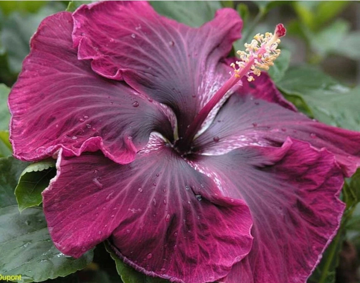 Black Dragon Tropical Hibiscus Small Starter Plant - Well Rooted Hibiscus rosa-sinensis