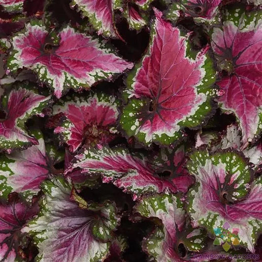 Jurassic Jr Berry Swirl Rex Begonia Seeds - 25+ Seeds for Garden - Perfect for Indoor & Outdoor Planting - USA