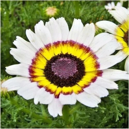 Chrysanthemum Tri-Color Painted Daisy Seeds - 201+ Seeds for Garden & Patio Containers - Annual Plant