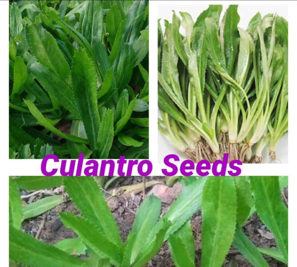 200+ Seeds Culantro Mexican Coriander De Alcapate Cilantro Ancho Recao - Eryngium foetidum