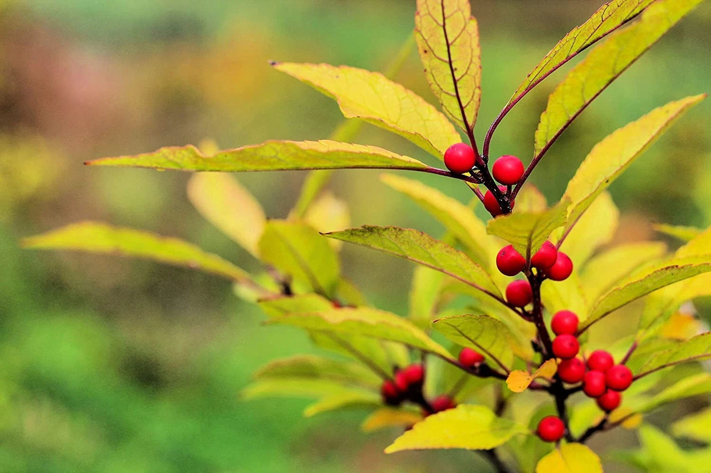 30 Red Huckleberry Seeds for Planting, Vaccinium parvifolium, Organic, Non-GMO, Edible Berry Plant Seeds