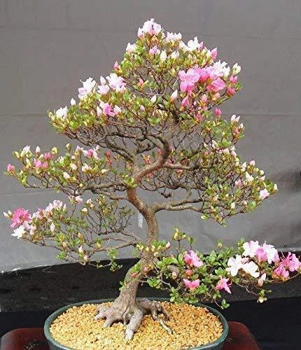 Japanese Cherry Blossom Bonsai Seeds - 10 Flowering Sakura Seeds - Prunus serrulata