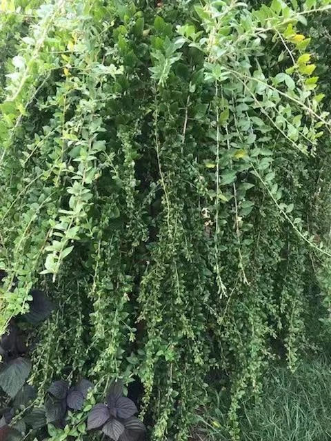 Goji Berry Cuttings - 12 Fresh Cuttings - Lycium barbarum - Ready to Grow