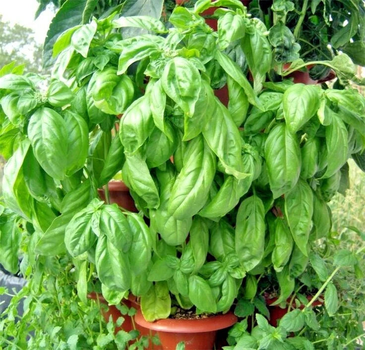 Italian Large Leaf Basil Seeds - Organic Herb for Summer Garden & Patio - Ocimum basilicum