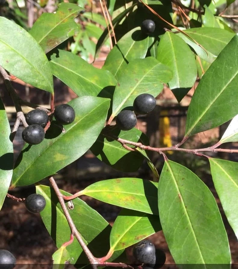 20+ Cherry Laurel Tree Seeds - Prunus caroliniana - Carolina Cherry Laurel - Ideal for Landscaping and Privacy Screens