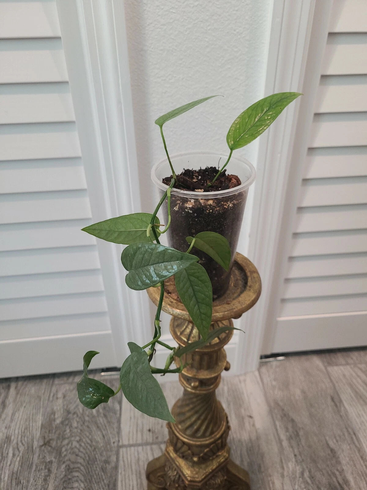 Cebu Blue Pothos Starter Plant - Fully Rooted 3.5" Pot - Epipremnum Pinnatum - Indoor Houseplant, Tropical Greenery
