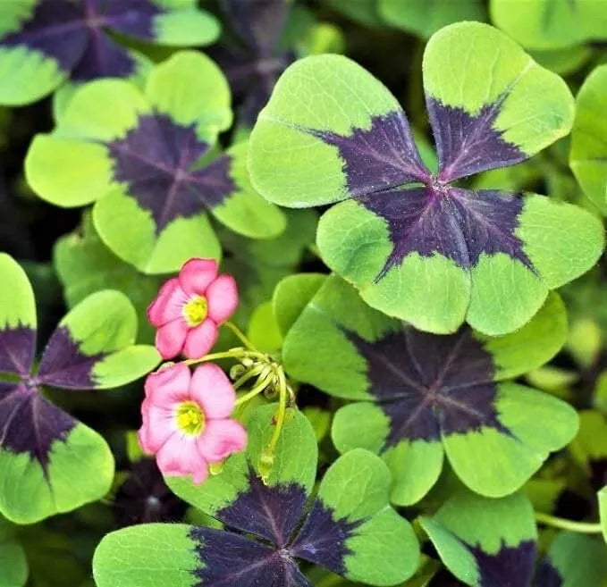 Iron Cross Shamrock Bulbs for Planting - Fast Growing Green Foliage - Oxalis triangularis