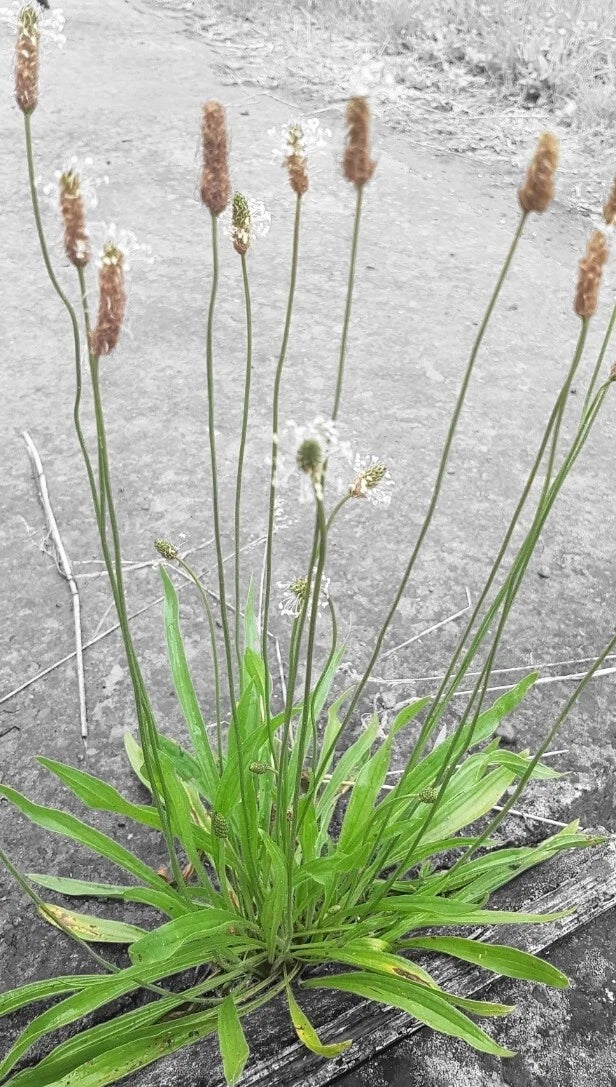 Organic Plantain Seeds - 100+ English Plantago Lanceolata - Medicinal Herb for Natural Remedies