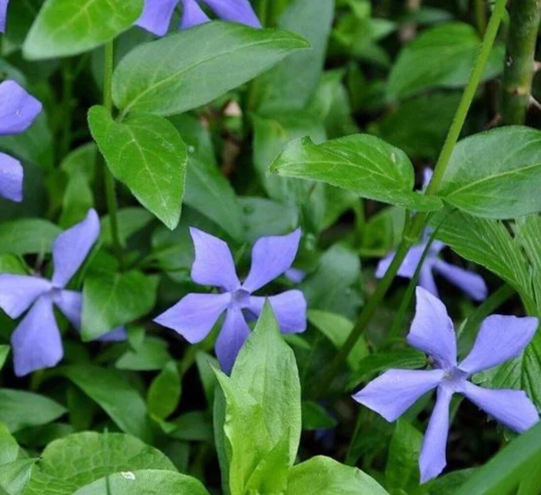25+ Vinca Minor Periwinkle Live Plants - Creeping Myrtle Ground Cover for CT Gardens